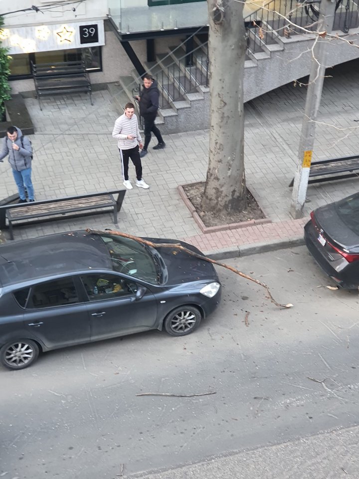 Pericol în Capitală. Un şofer a ajuns cu parbrizul distrus, după ce o creangă a căzut peste maşină FOTO