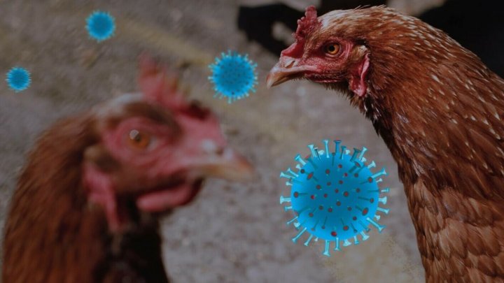 Un băiat de nouă ani a murit de gripă aviară. A mâncat păsările din curte 