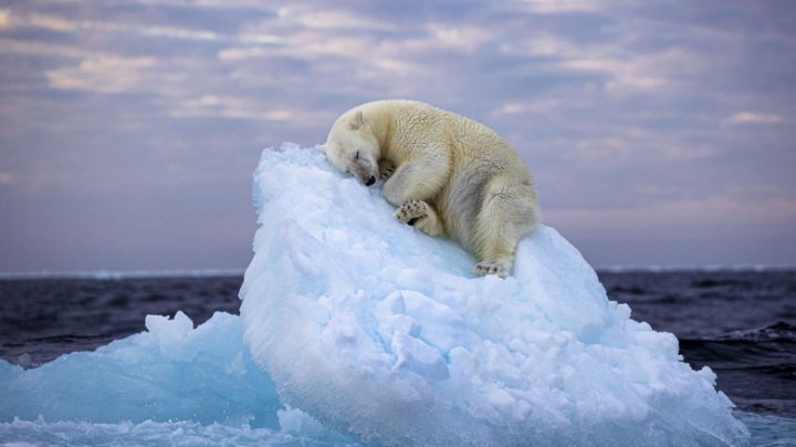 (FOTO) O imagine încântătoare cu un urs polar care dorme pe un aisberg, DESEMNATĂ fotografia de natură sălbatică a anului 