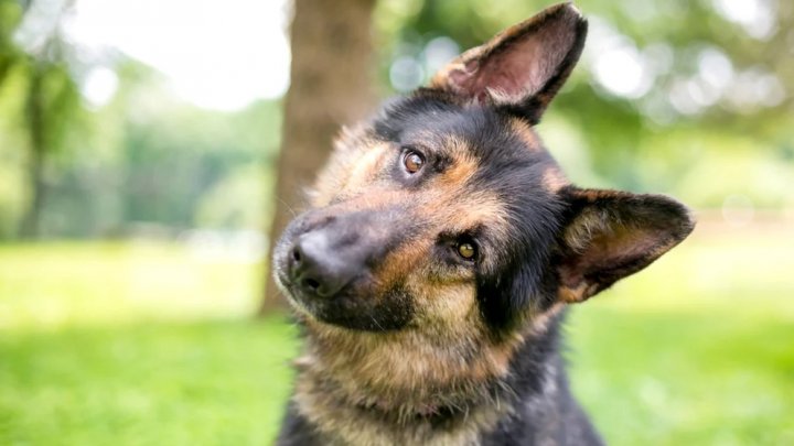 Oamenii de știință au descoperit care sunt rasele de câini care sunt mai predispuse la cancer