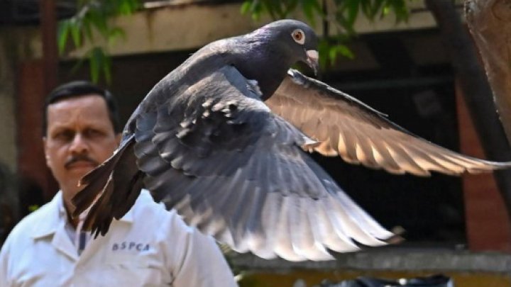 După opt luni de încarcerare, India a eliberat un porumbel suspectat de spionaj