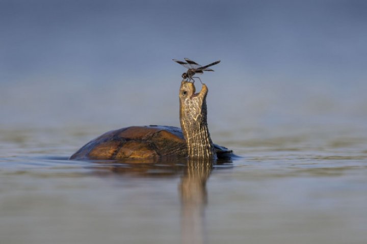 (FOTO) O imagine încântătoare cu un urs polar care dorme pe un aisberg, DESEMNATĂ fotografia de natură sălbatică a anului 