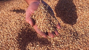 Средний урожай зерновых и овощей этого года превысил прошлогодние показатели на 8%