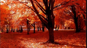 Погода на 22 ноября 2010