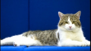 Британский премьер Дэвид Кэмерон взял в помощники кота