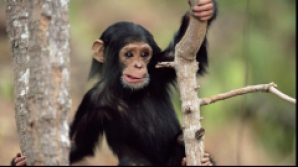 Смотри, как играют в прятки две мартышки