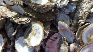 Устрицы скоро исчезнут