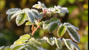 Заморозки - ночью, тепло - днем