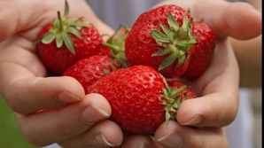 На рынке появилась молдавская клубника