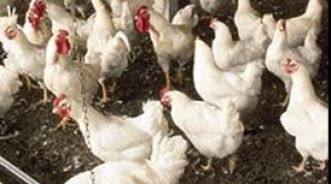 Отечественные птицеводы боятся банкротства. Власти считают, что пора модернизировать предприятия