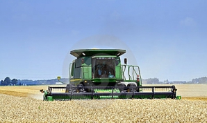 Молдавские фермеры планируют собрать в этом году 800 тысяч тонн пшеницы