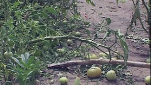 Филат: Правительство не может каждый раз компенсировать ущерб после дождей с градом