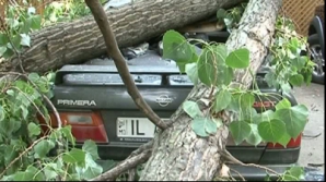 Тополиная ветка «помяла» три машины