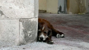 Распоряжение об эвтаназии бездомных собак признано незаконным