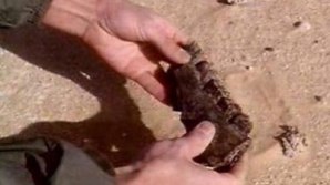 Американские ученые обнаружили скелет редкого ящера