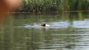 Румынский "коммерсант" задержан на молдавском берегу Прута