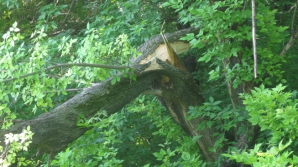 Опасность в центральном парке столицы! БЕРЕГИТЕСЬ, ПАДАЮТ ДЕРЕВЬЯ
