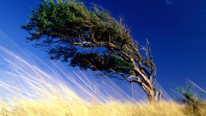 Желтый код опасности: усиление ветра утром и днем 9 сентября