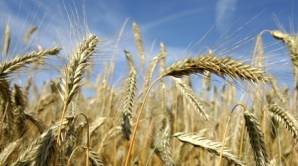 Метеорологи: Из-за засухи под угрозой  находятся и сроки посева озимых