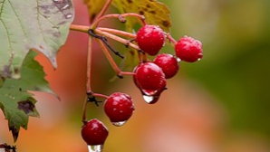 Погода на 25 октября 2011