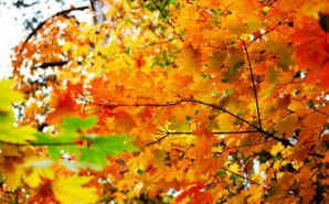 Погода на 23 октября 2011