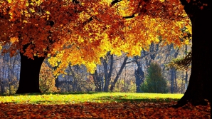 Погода на 29 октября 2011