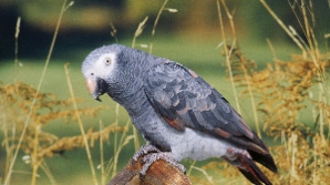 В Турции спасатели извлекли из-под руин выжившего попугая