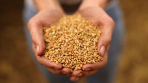 Минсельхоз предупреждает: Урожай зерновых может пострадать из-за отсутствия осадков 