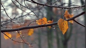 Погода на 22 ноября 2011