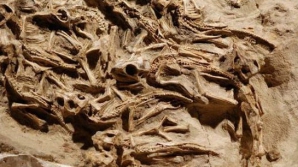Впервые обнаружено гнездо с окаменелыми останками детенышей динозавра