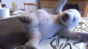 В одном из заповедников Дании родился белый медвежонок