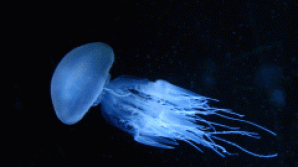 Бессмертными могут быть только медузы