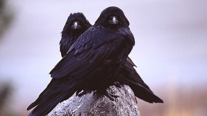 Ученые: Вороны для привлечения внимания сородичей  демонстрируют различные жесты 