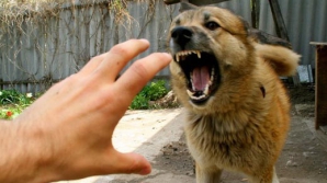 В Молдове растет угроза заболевания бешенством