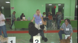 Выставка собак на "Молдэкспо": Более тысячи питомцев из 14 стран соревнуются за "Золотой кубок Молдовы - 2011"