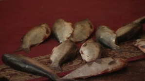 Новогодний подарок депутатам: мертвая рыба на красной ковровой дорожке у Дворца Республики