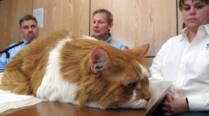 10-летнему коту медики вживили протез   