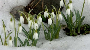 В ближайшие дни наступит настоящая весна, обещают синоптики