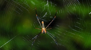 Японский ученый изготовил струны для скрипки из нитей паутины