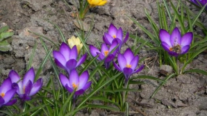 Погода на 17 марта 2012