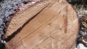 Дерево упало на автобус с 25 пассажирами