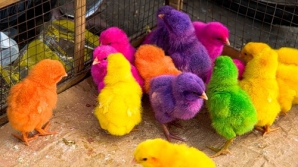 Разноцветные цыплята появляются на свет во Флориде 