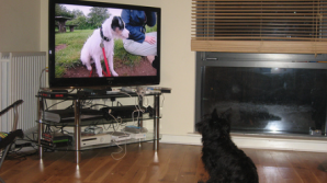 В США появился первый телеканал для собак