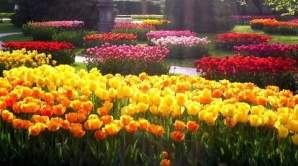 Весенний парад тюльпанов проходит в Ялте