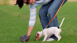 В Мексике учатся перерабатывать собачьи экскременты в бесплатный Wi-Fi