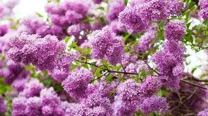 До 24 градусов тепла обещают синоптики 