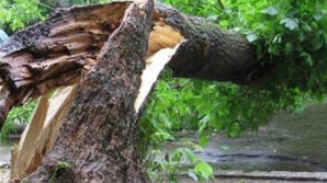 Во дворе одного из столичных жилых домов упала огромная тополиная ветвь