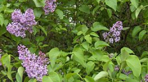 3 мая в отдельных районах Молдовы возможны кратковременные дожди с грозами