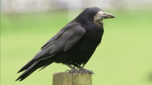 Ученые: Вороны узнают человека по голосу
