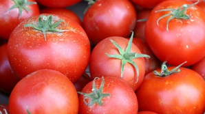 Сегодня будет собран первый урожай местных томатов